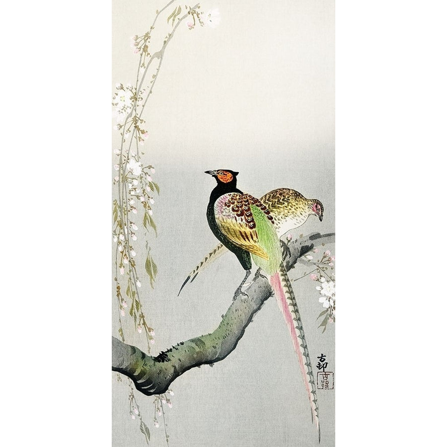 Couple pheasants and cherry blossom by Ohara Koson-VARPDX55146 Image 1