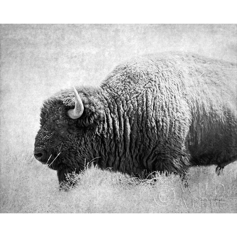 Buffalo II BW Poster Print by Debra Van Swearingen-VARPDX55165 Image 1