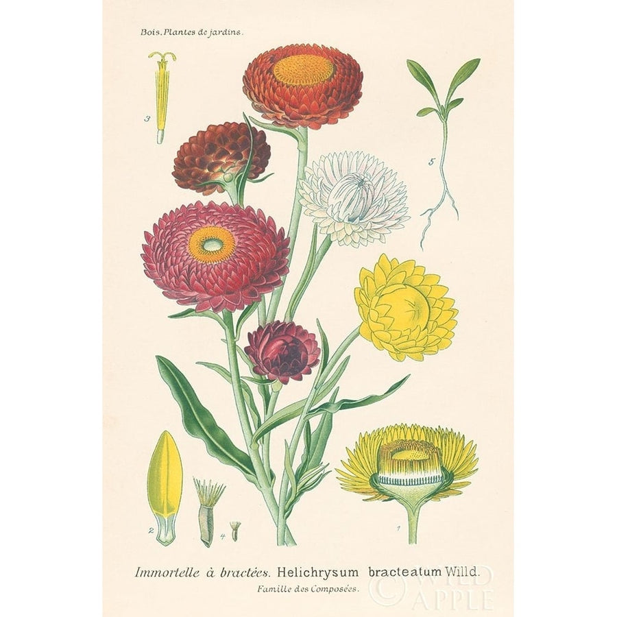 Antique Botanical XL Light Poster Print by Wild Apple Portfolio Wild Apple Portfolio-VARPDX55150 Image 1