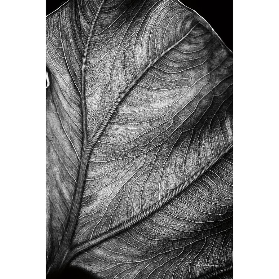 Elephant Ear II Poster Print by Debra Van Swearingen-VARPDX55161 Image 1