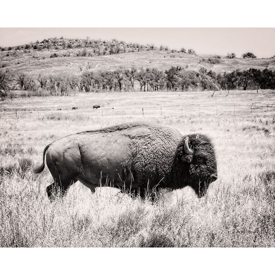 Buffalo I BW Poster Print by Debra Van Swearingen-VARPDX55164 Image 1