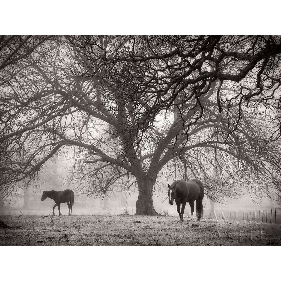 Morning Calm II BW Poster Print by Debra Van Swearingen-VARPDX55171 Image 1