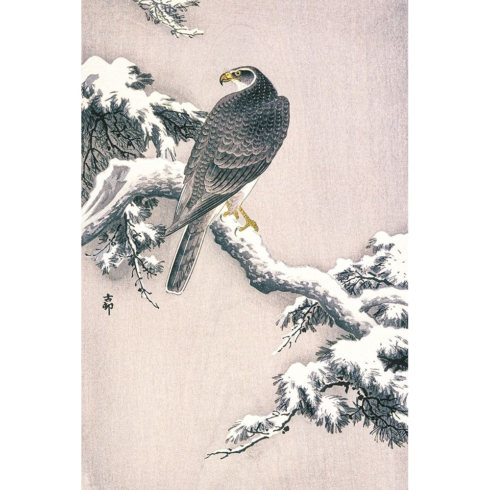 Goshawk on Snow-covered Pine Bough Poster Print by Ohara Koson-VARPDX55218 Image 1