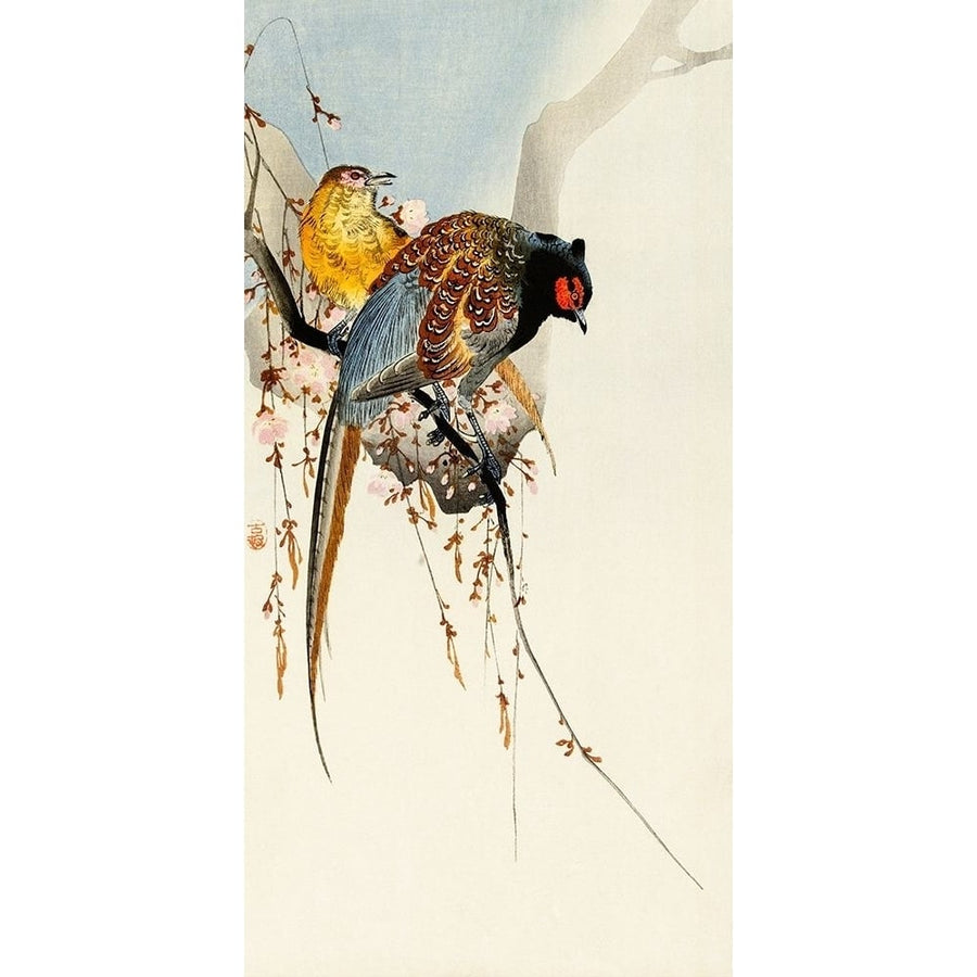 Pheasant couple and plum blossom by Ohara Koson-VARPDX55204 Image 1