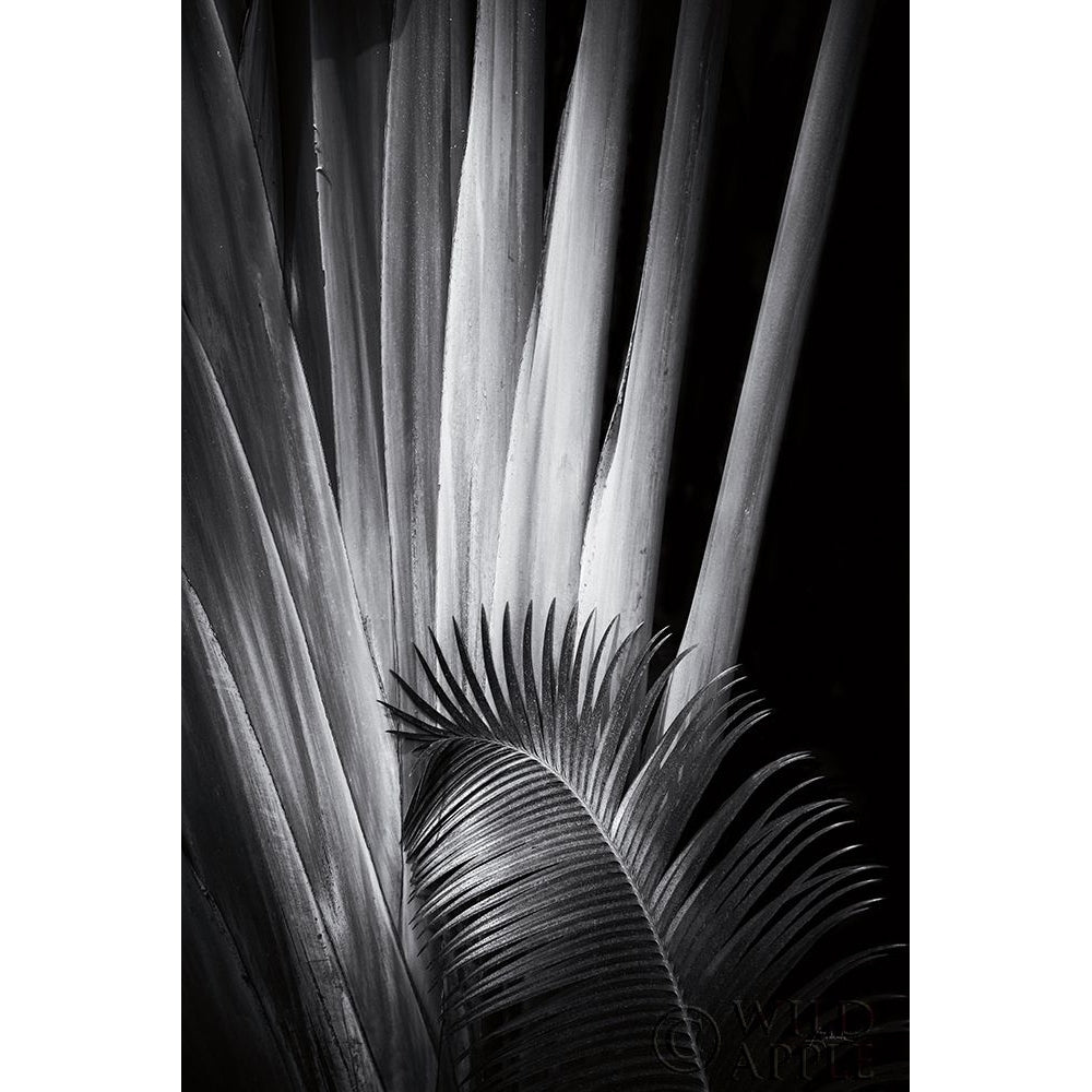 Tropical II Poster Print by Aledanda Aledanda-VARPDX55241 Image 1