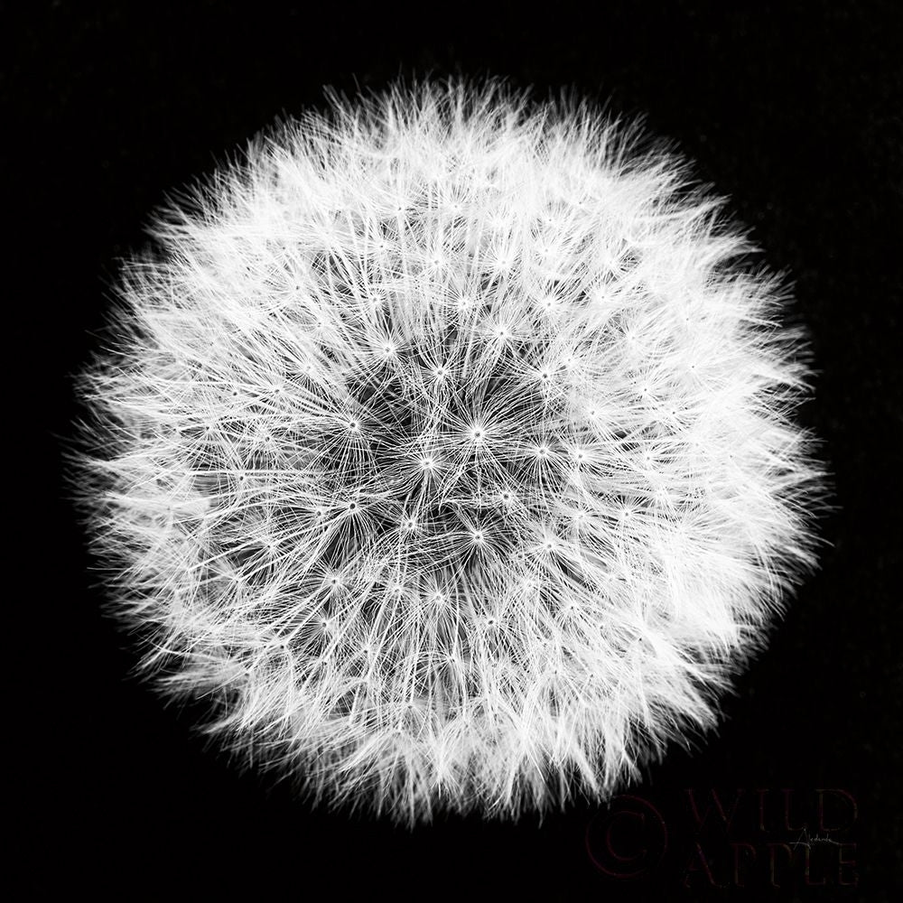 Dandelion on Black I Poster Print by Aledanda Aledanda-VARPDX55250 Image 1