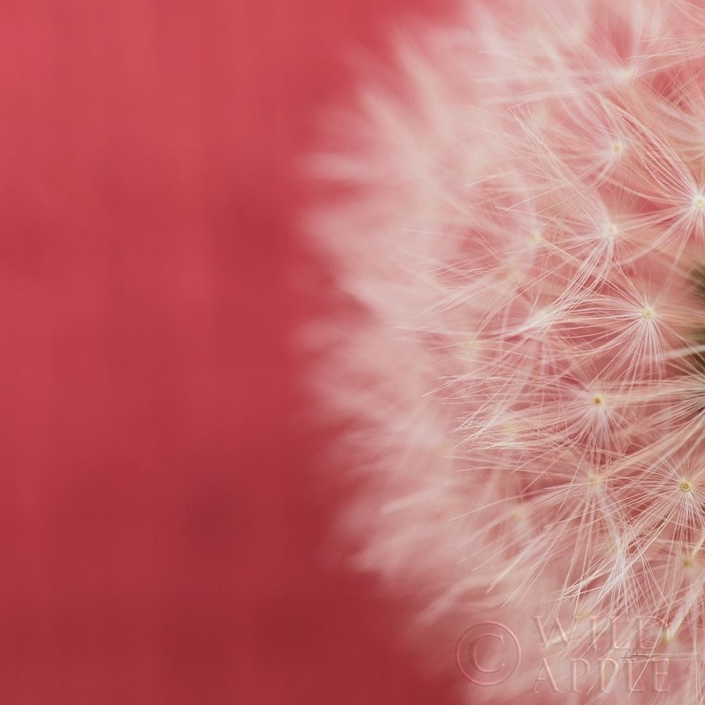 Dandelion on Red II Poster Print by Aledanda Aledanda-VARPDX55245 Image 1