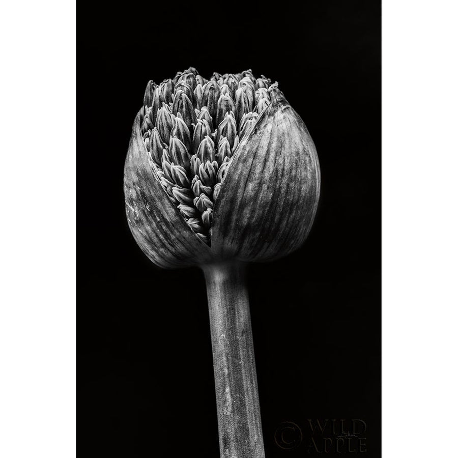 Allium I Poster Print by Aledanda Aledanda-VARPDX55258 Image 1