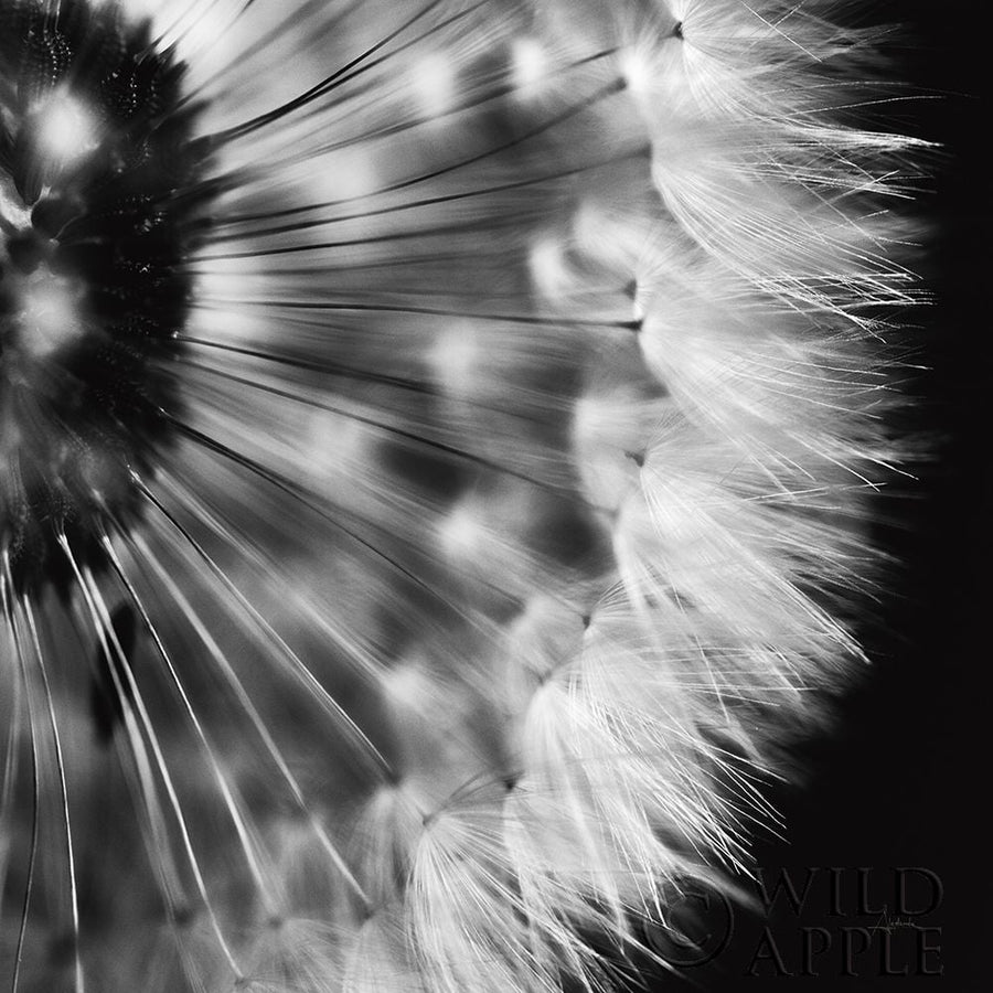 Dandelion on Black III Poster Print by Aledanda Aledanda-VARPDX55252 Image 1