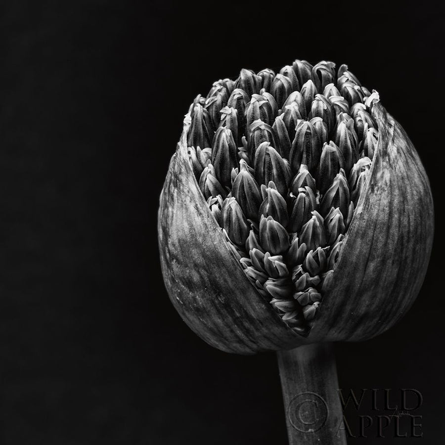 Allium II Poster Print by Aledanda Aledanda-VARPDX55259 Image 1