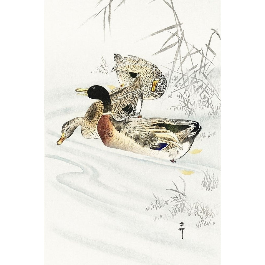 Three ducks in shallow water with reeds Poster Print by Ohara Koson-VARPDX55261 Image 1