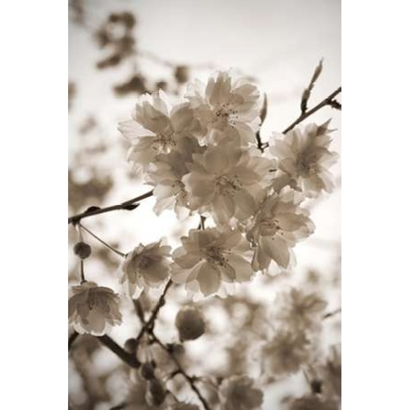 Blossom Twig 1 Poster Print by Marlana Semenza-VARPDX552SEM1010 Image 2