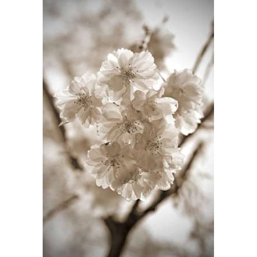 Blossom Twig 2 Poster Print by Marlana Semenza-VARPDX552SEM1011 Image 2