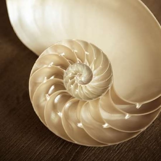 Natural Nautilus Poster Print by Marlana Semenza-VARPDX552SEM1052 Image 2