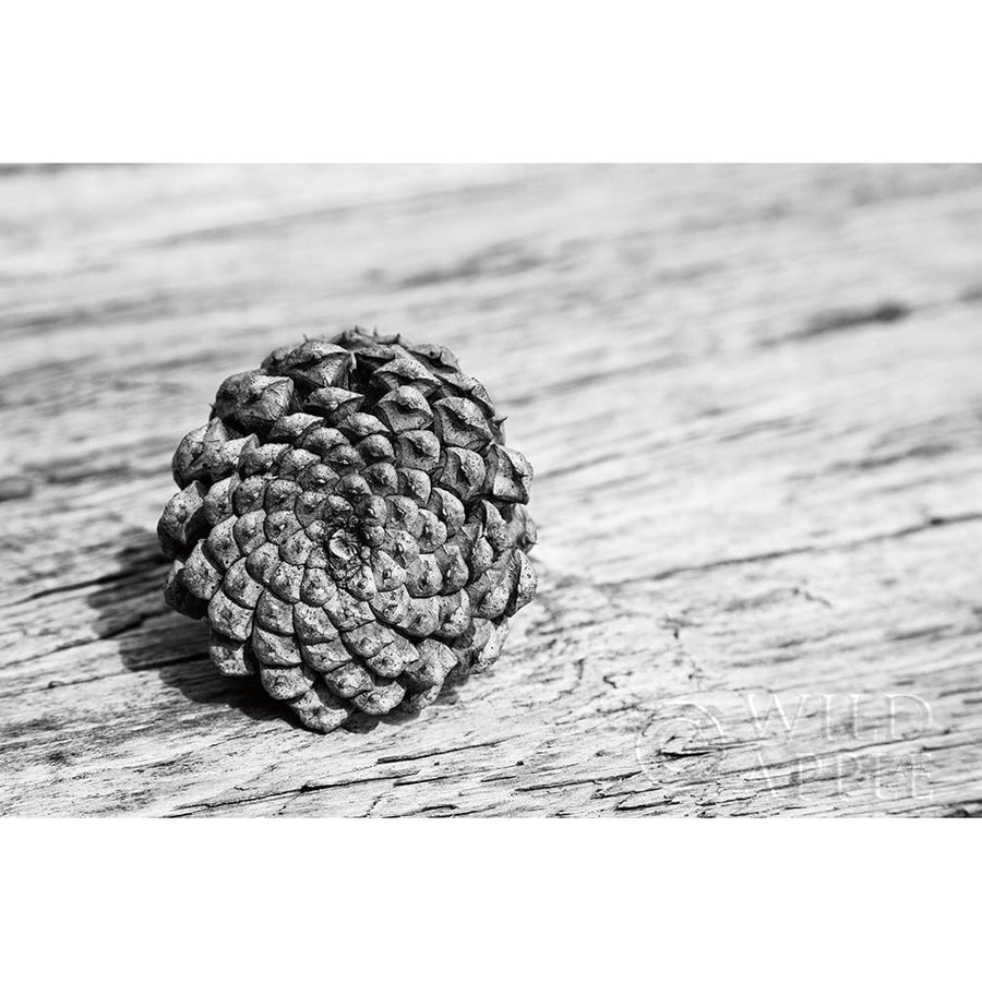 Pinecone Poster Print by Aledanda Aledanda-VARPDX55300 Image 1