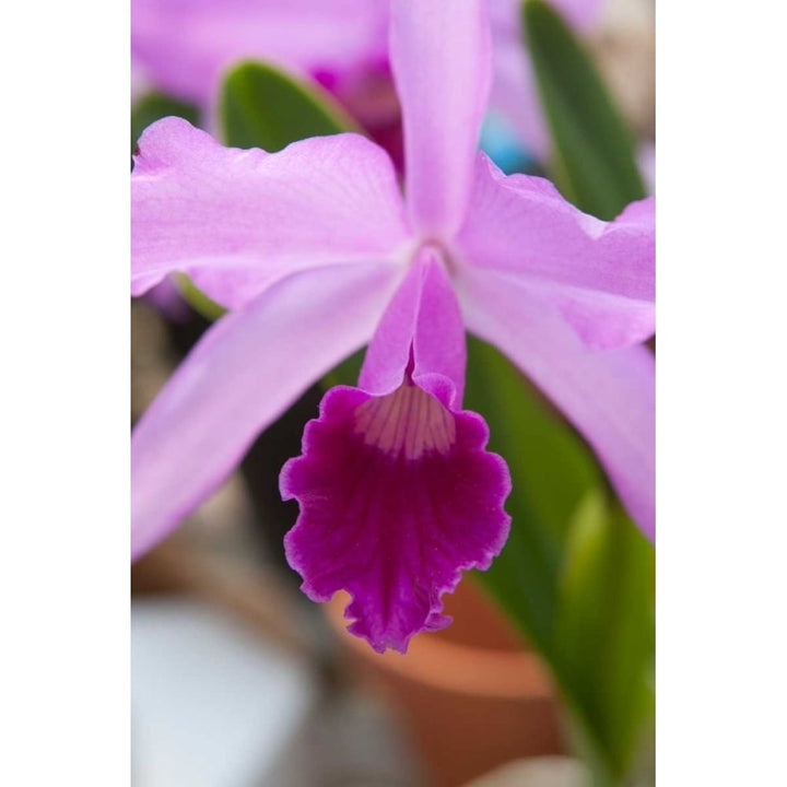 Orchid Close Up Poster Print by Marlana Semenza-VARPDX552SEM1056 Image 2