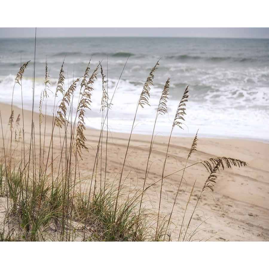 Silver Seagrass Poster Print by Marlana Semenza-VARPDX552SEM1064 Image 1