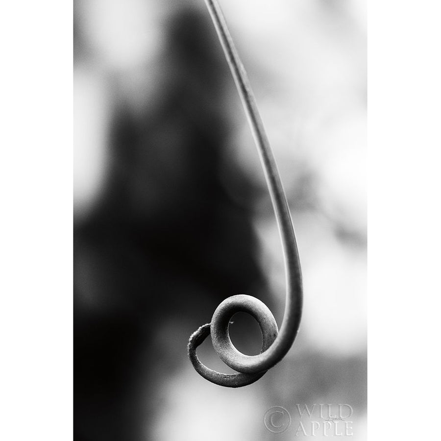 Curly Cue Poster Print by Aledanda Aledanda-VARPDX55303 Image 1