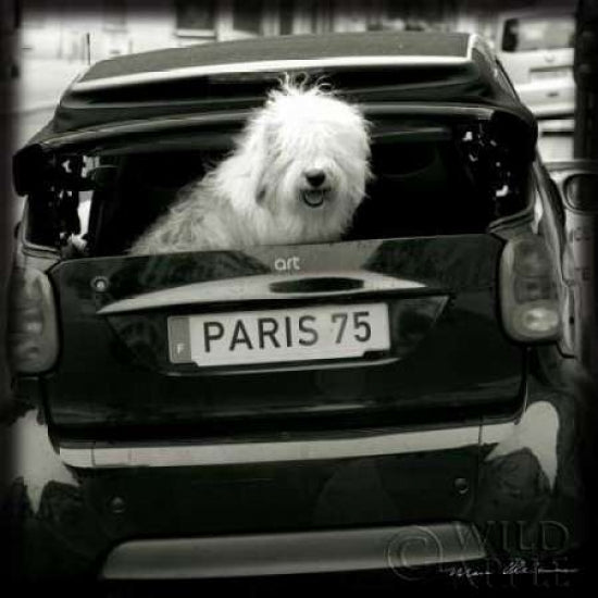 Paris Dog I Poster Print by Marc Olivier-VARPDX5557 Image 1