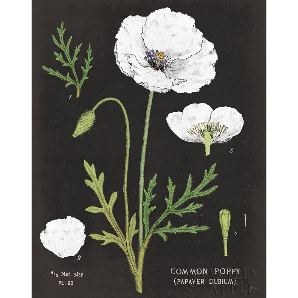 White Poppy Chart Poster Print by Sue Schlabach-VARPDX55634 Image 1