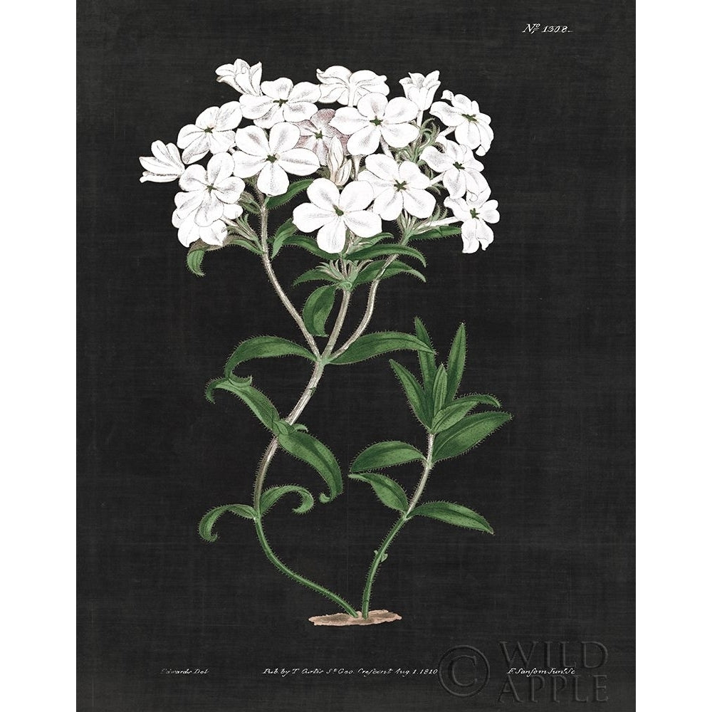 White Botanical on Black Chart VI Poster Print by Wild Apple Portfolio Wild Apple Portfolio-VARPDX55636 Image 1