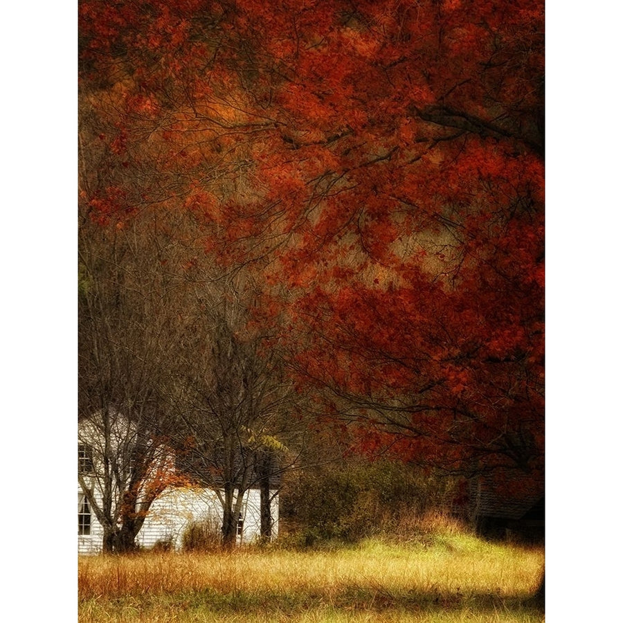 Beyond Octobers Maple Poster Print - Danny Head-VARPDX55670Z Image 1