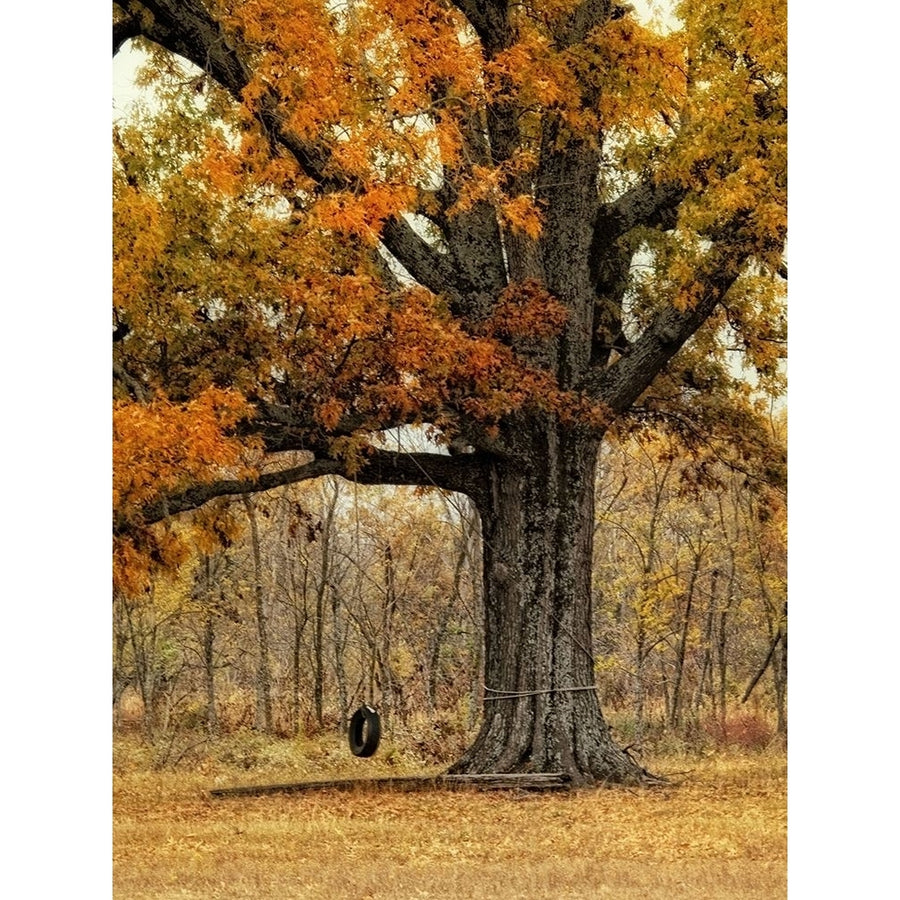 Tree Swing Poster Print - Danny Head-VARPDX55667Z Image 1