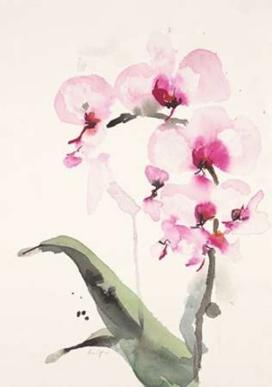 Morning Orchid Poster Print by Karen Johannesson-VARPDX556JOH1007 Image 1