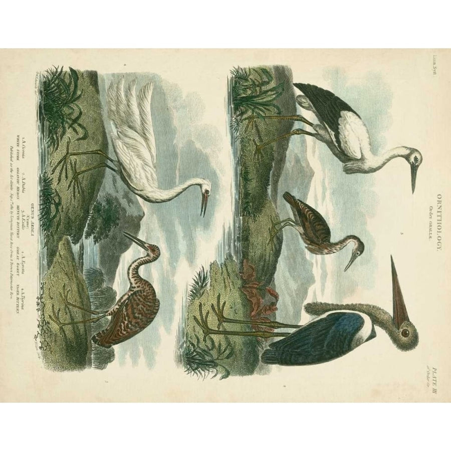 Heron and Crane Species I Poster Print - Sydenham Edwards-VARPDX55790Z Image 1