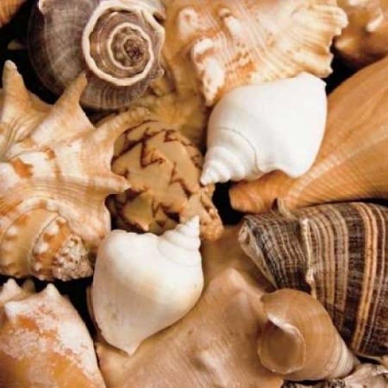 Beachside Shells Poster Print by Jeff/Boyce Maihara/Watt-VARPDX5580 Image 2