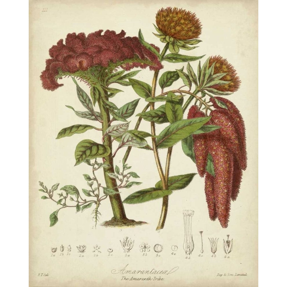 Twining Botanicals II Poster Print - Elizabeth Twining-VARPDX55825Z Image 1