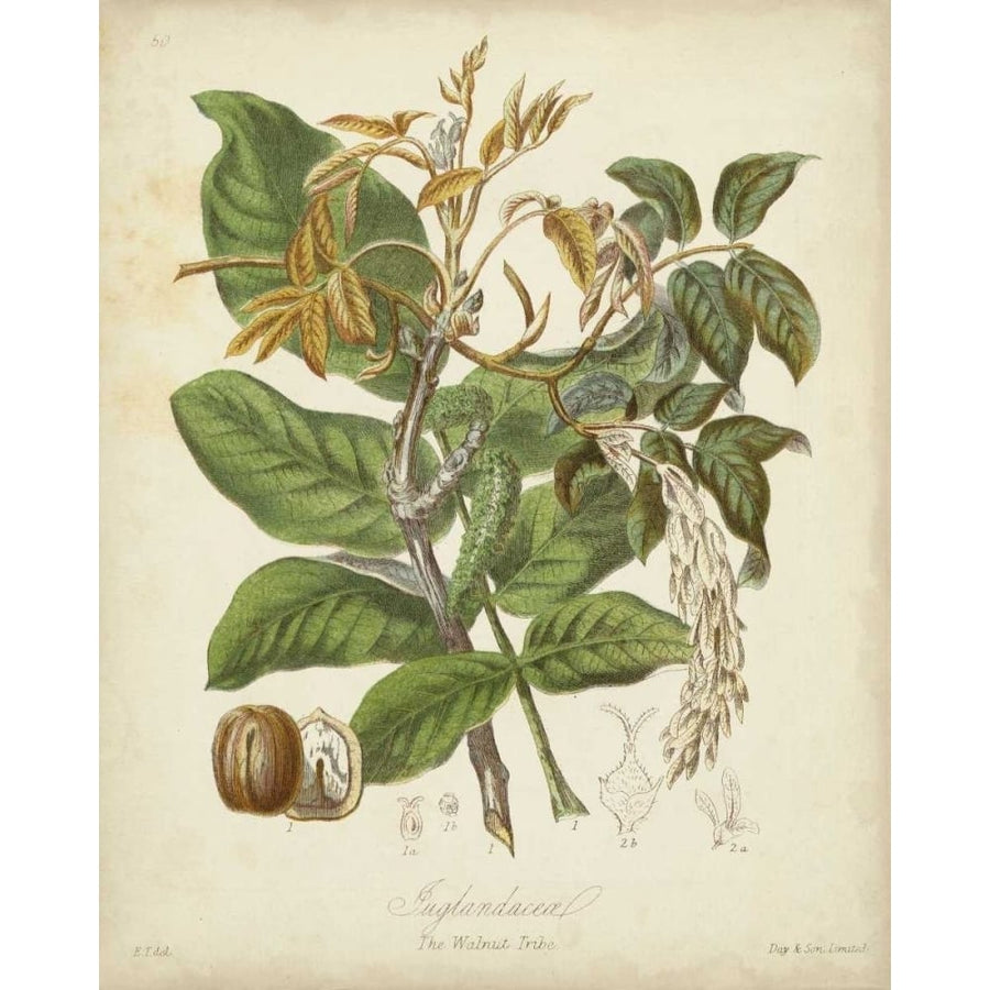 Twining Botanicals VI Poster Print - Elizabeth Twining-VARPDX55829Z Image 1