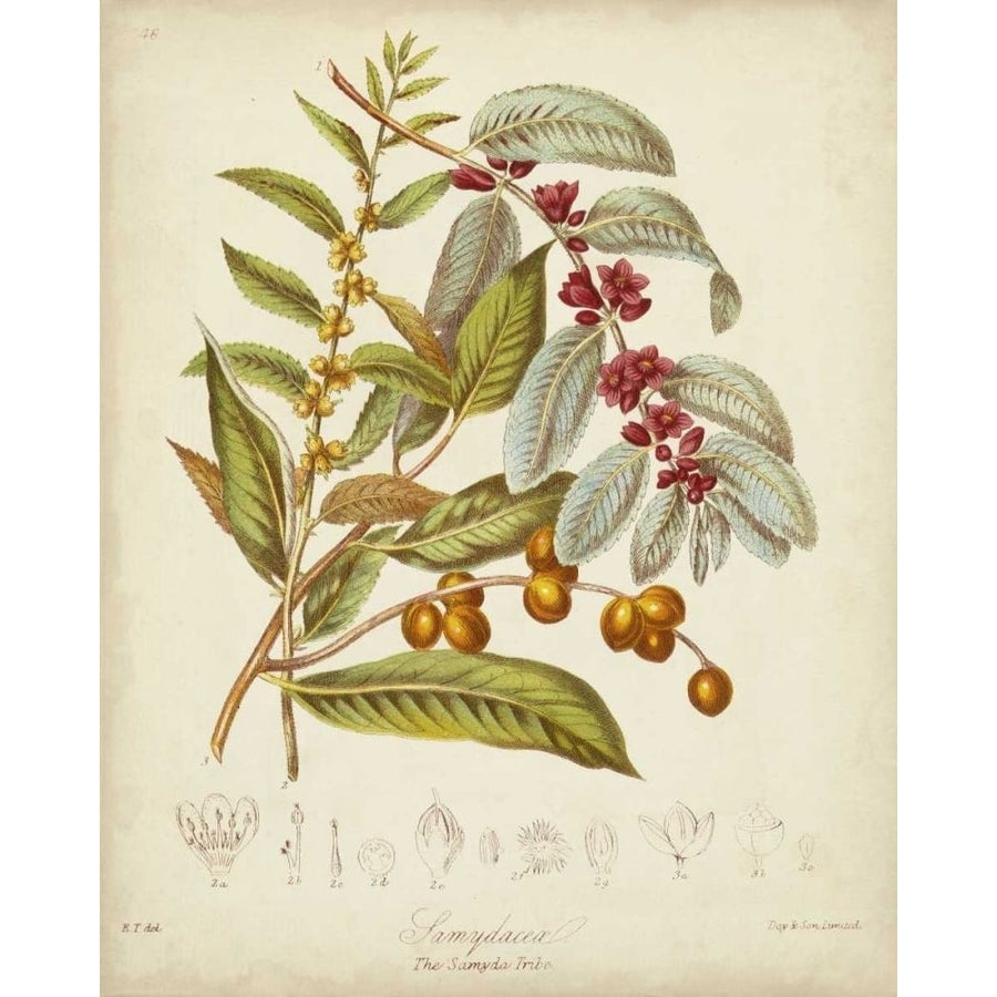 Twining Botanicals VIII Poster Print - Elizabeth Twining-VARPDX55831Z Image 1