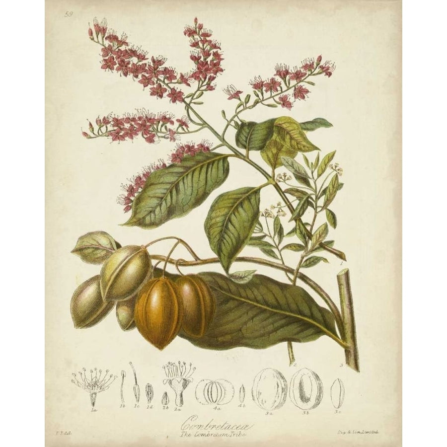 Twining Botanicals IV Poster Print - Elizabeth Twining-VARPDX55827Z Image 1