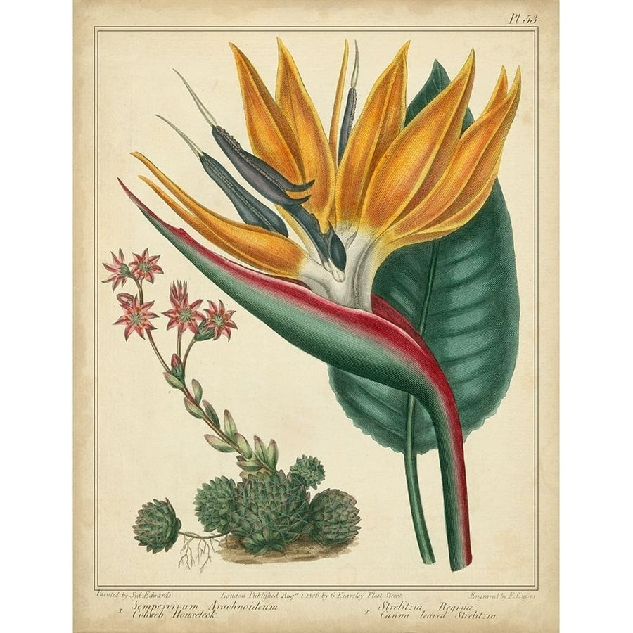 Golden Bird of Paradise Poster Print - Sydenham Edwards-VARPDX55867Z Image 1