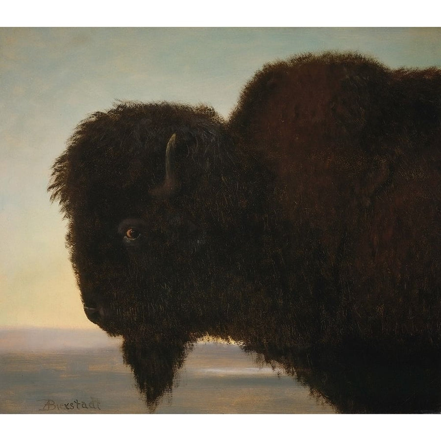 Buffalo Head Poster Print by Albert Bierstadt-VARPDX55859 Image 1