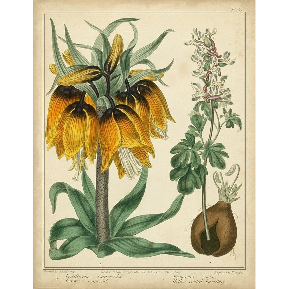 Golden Crown Imperial Poster Print - Sydenham Edwards-VARPDX55868Z Image 1