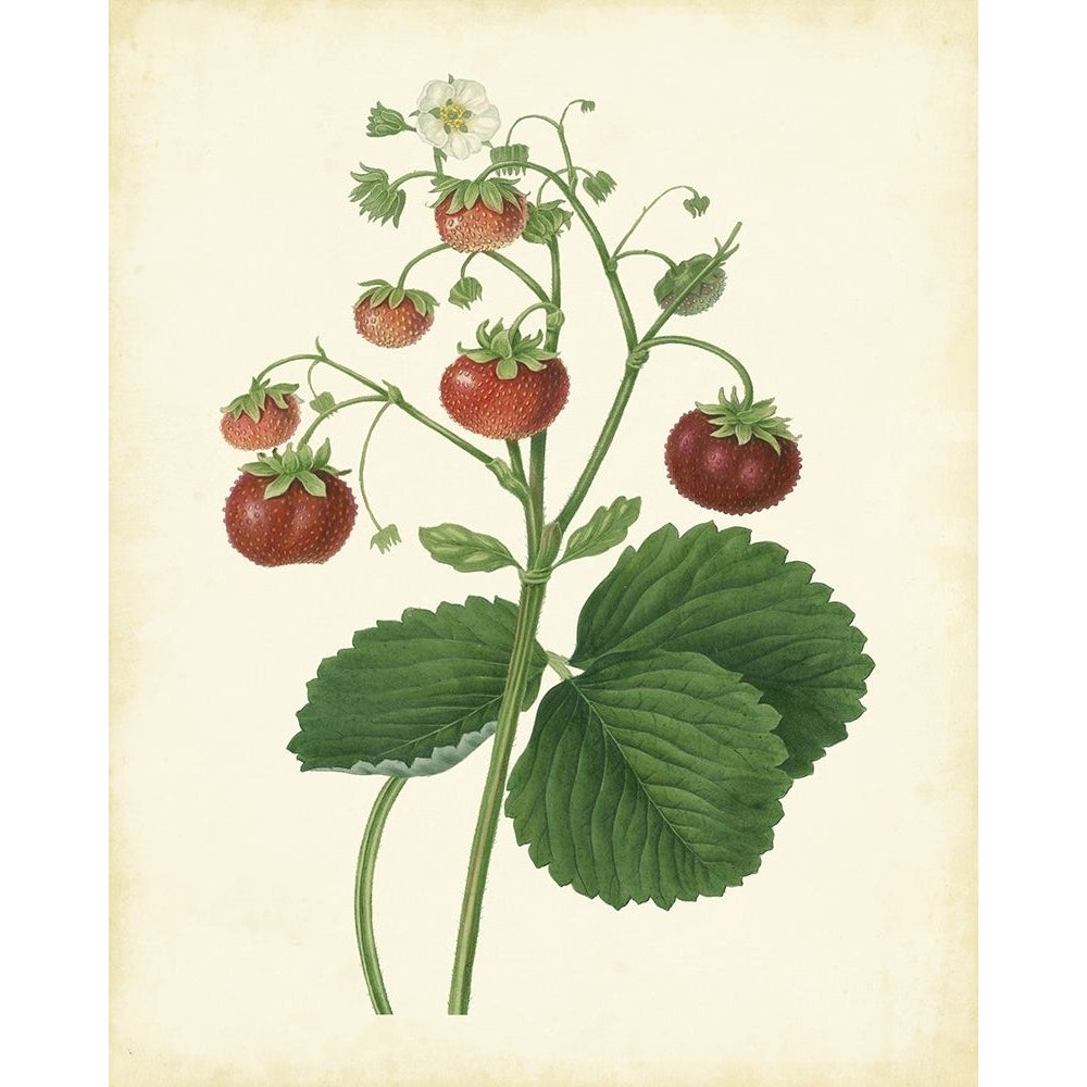 Plantation Strawberries I Poster Print - Unknown-VARPDX55871Z Image 1