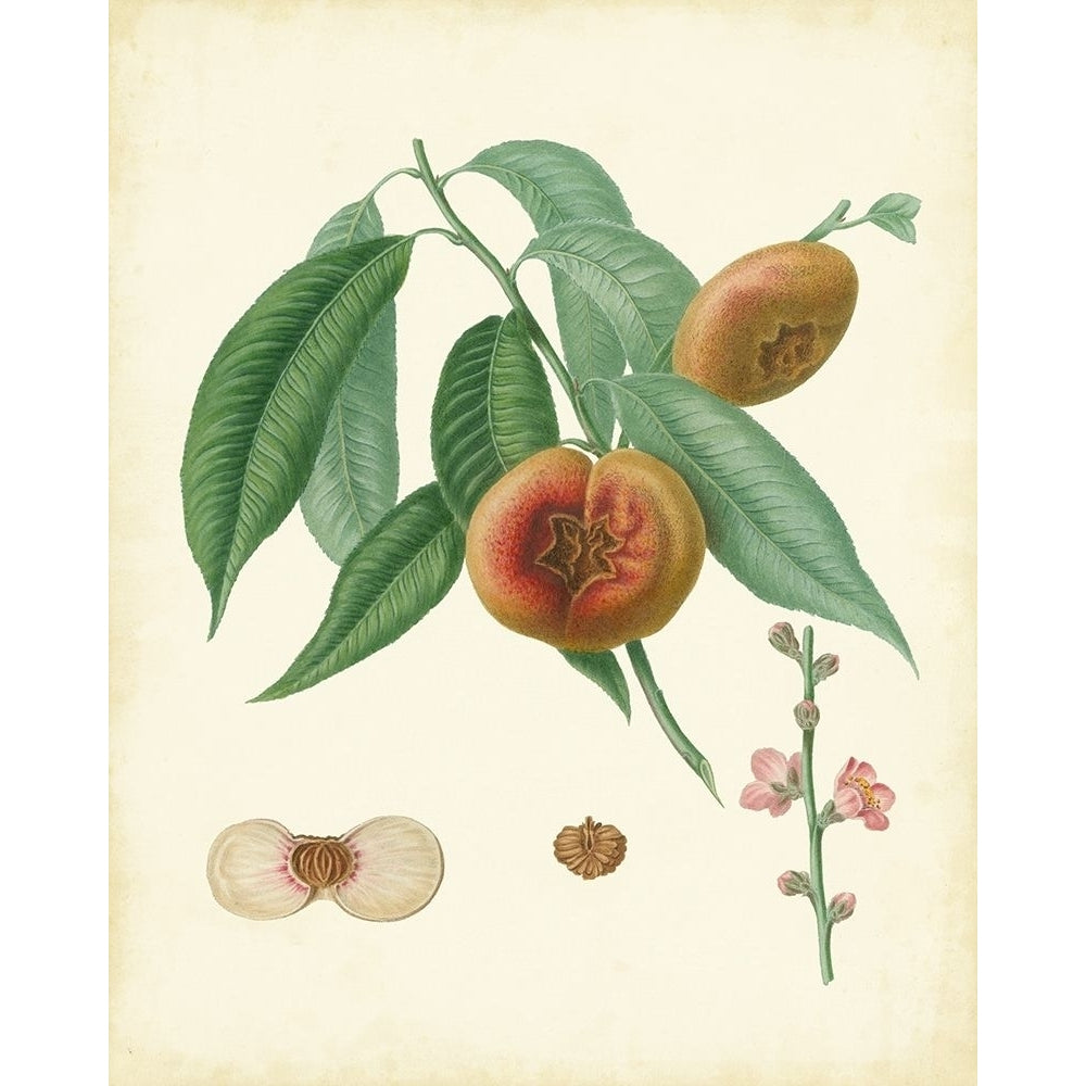 Plantation Peaches II Poster Print - Unknown-VARPDX55874Z Image 1