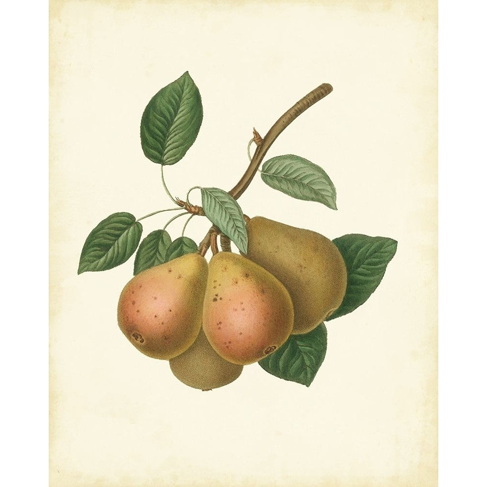 Plantation Pears I Poster Print - Unknown-VARPDX55875Z Image 1