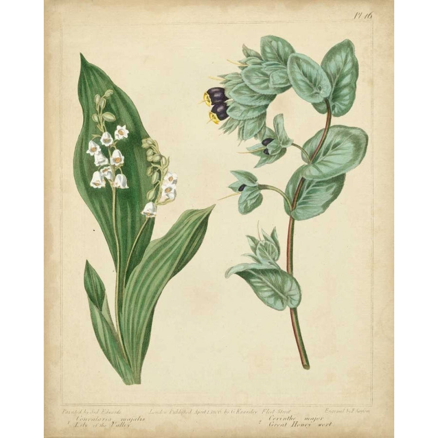 Cottage Florals IV Poster Print - Sydenham Edwards-VARPDX55880Z Image 1