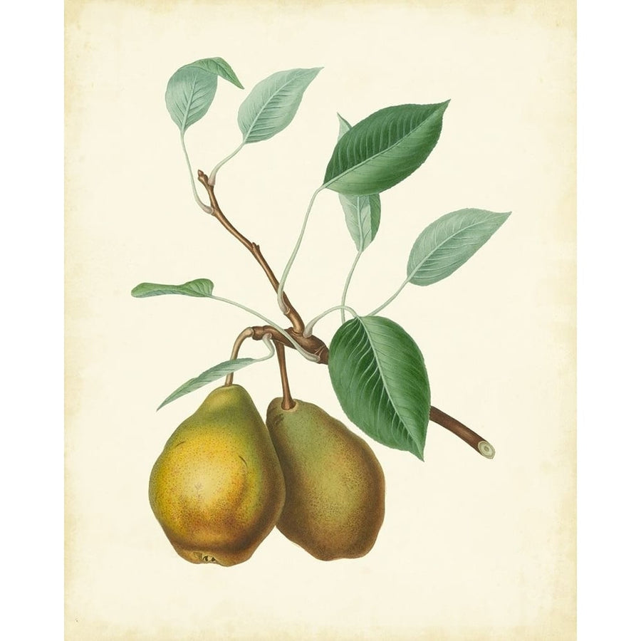 Plantation Pears II Poster Print - Unknown-VARPDX55876Z Image 1