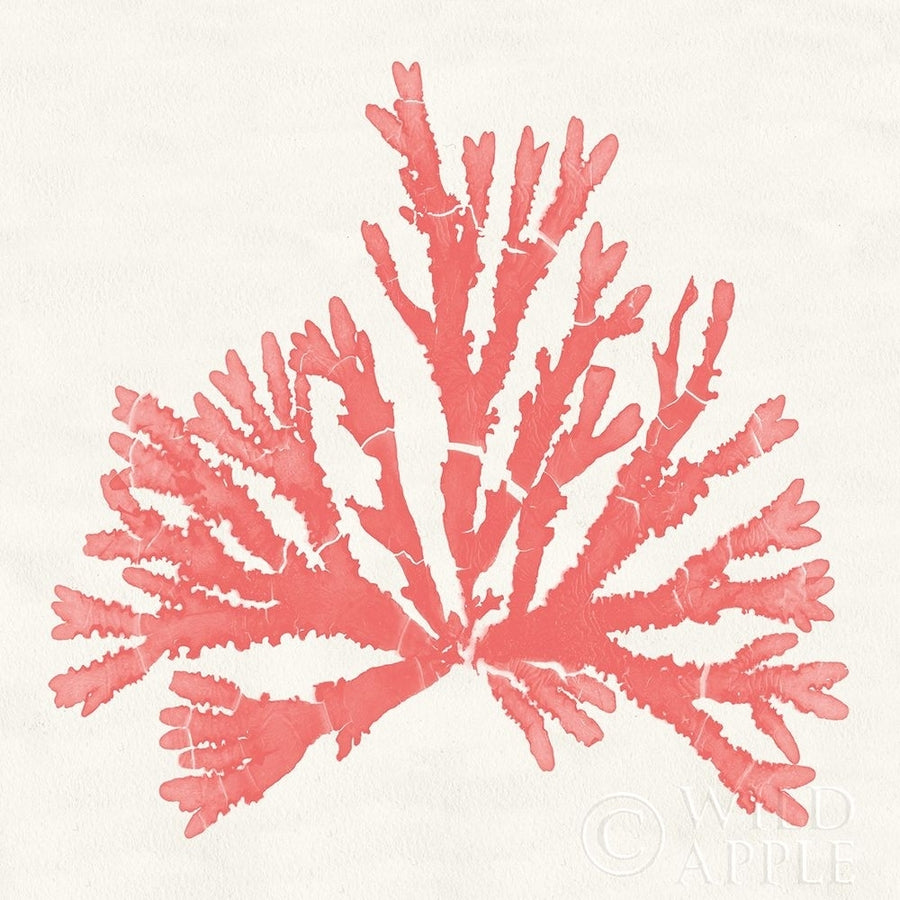 Pacific Sea Mosses IV Coral Poster Print by Wild Apple Portfolio Wild Apple Portfolio-VARPDX55907 Image 1