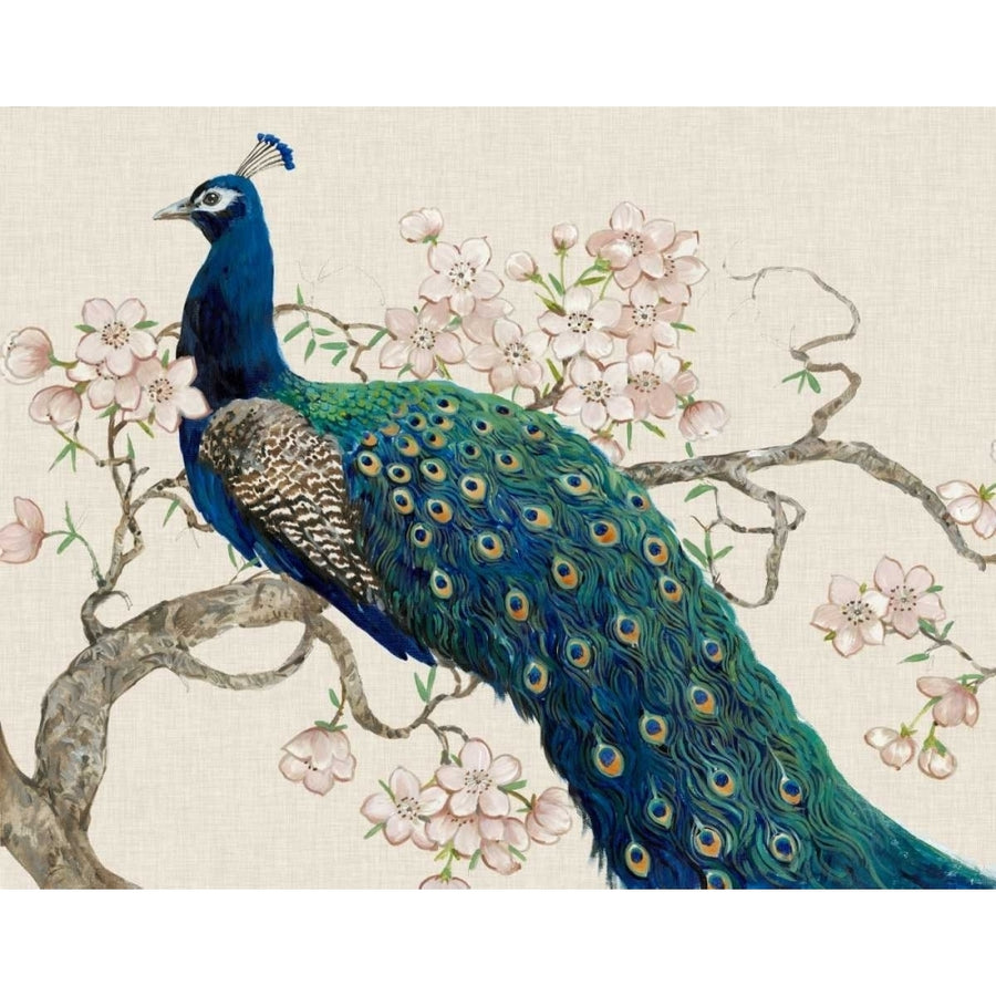 Peacock and Blossoms II Poster Print - Tim OToole-VARPDX55934Z Image 1