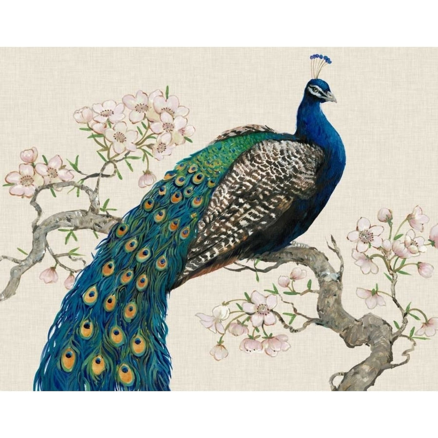 Peacock and Blossoms I Poster Print - Tim OToole-VARPDX55933Z Image 1