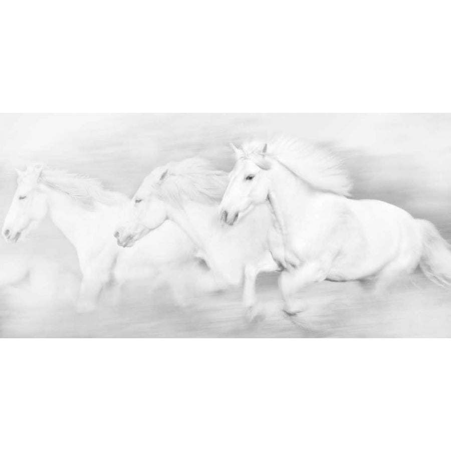 All the White Horses Poster Print - PHBurchett-VARPDX55981Z Image 1