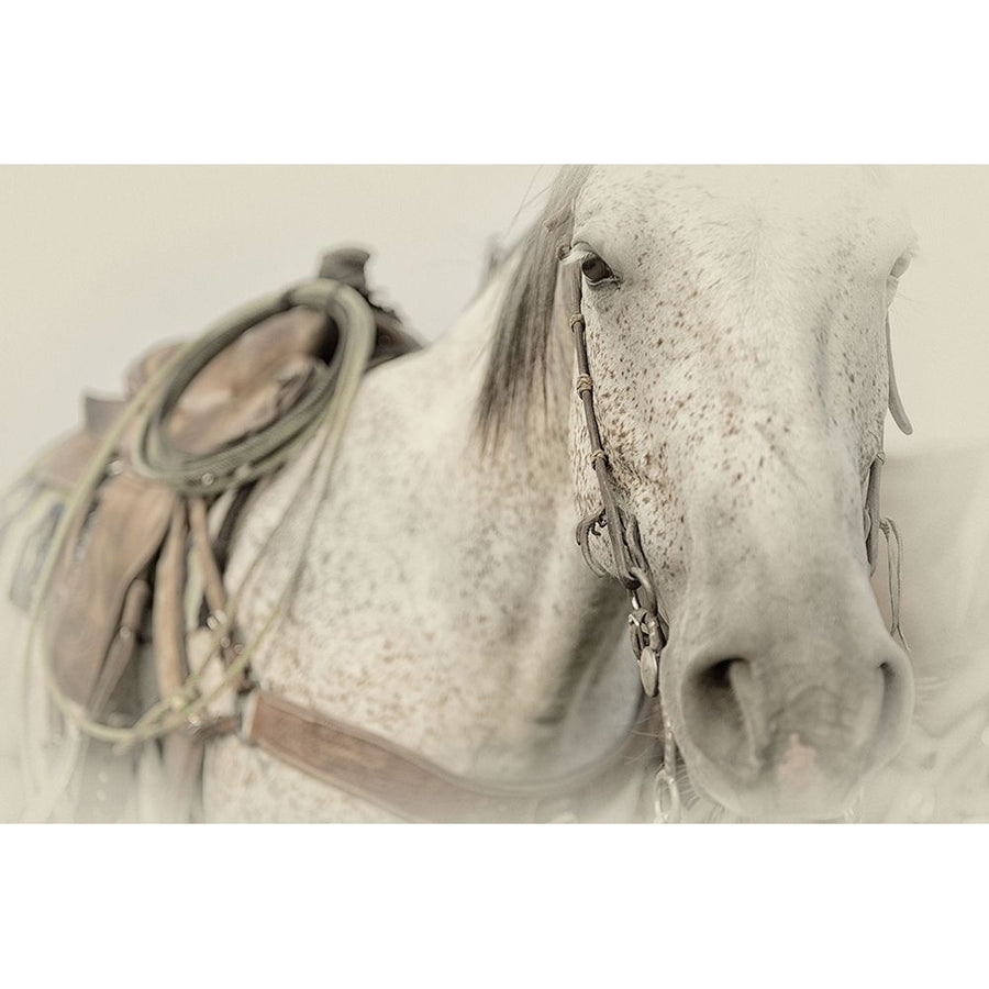 Cow Pony Poster Print - PHBurchett-VARPDX55983Z Image 1