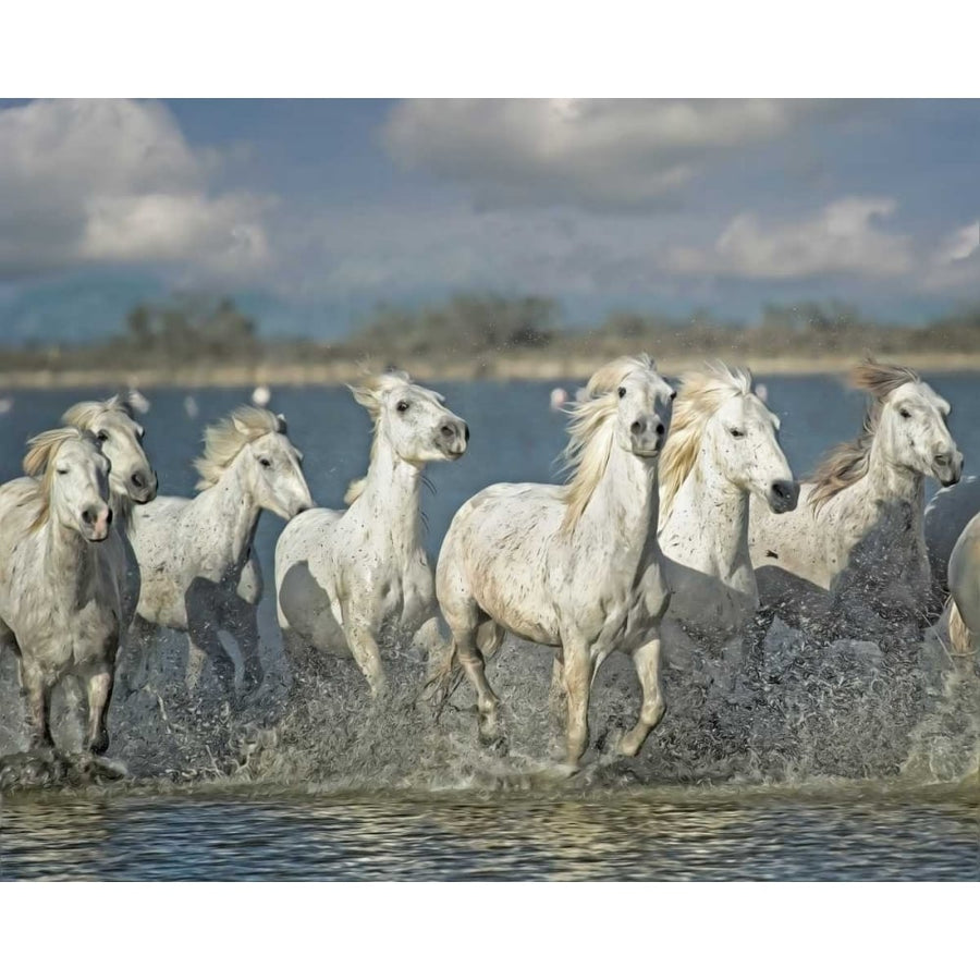 White Horses of the Camargue Poster Print - PHBurchett-VARPDX55989Z Image 1