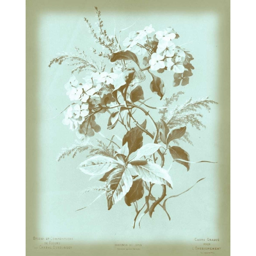 Dussurgey Hydrangea on Blue Poster Print - Chabal Dussurgey-VARPDX56005Z Image 1