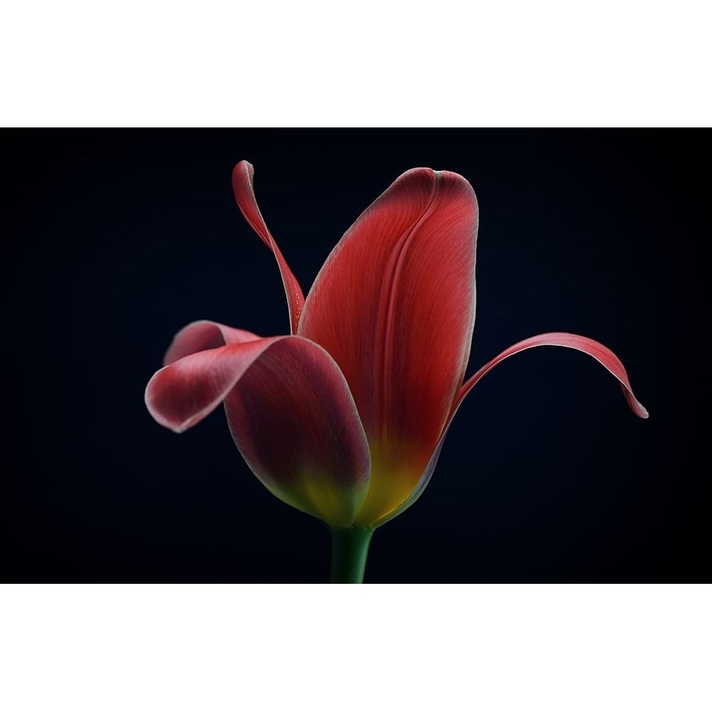 First Tulip Poster Print - Lotte Gronkjar-VARPDX560243 Image 1